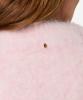 Ibana_Konia_Primrose_Pink_Hilnetta_s_5